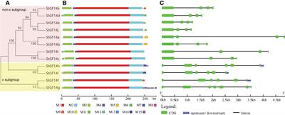 Genome-Wide Identification of 14-3-3 gene family reveals their diverse responses to abiotic stress by interacting with StABI5 in Potato (Solanum tuberosum L.)